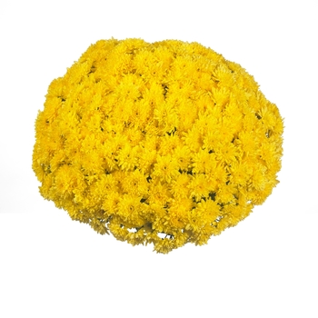 Chrysanthemum x morifolium Sunbeam 'Golden' (114981)