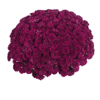 Chrysanthemum x morifolium 'Daybreak Purple' (115002)