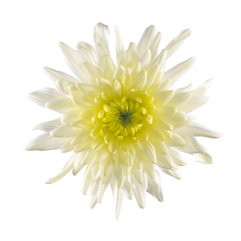 Chrysanthemum indicum 'Chrystal Lemon' (115012)