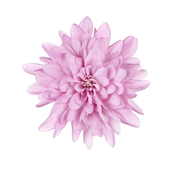 Chrysanthemum indicum 'Chrystal Lovely' (115014)