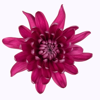 Chrysanthemum indicum 'Chrystal Misty Purple' (115016)