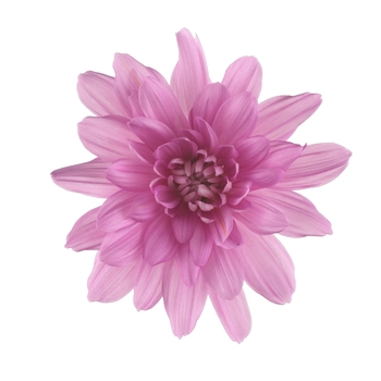 Chrysanthemum indicum 'Chrystal Pink' (115018)