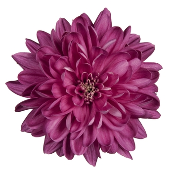 Chrysanthemum indicum 'Chrystal Pink Charm' (115020)