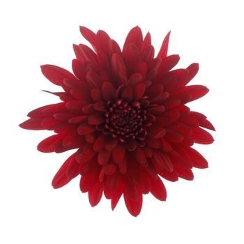 Chrysanthemum indicum 'Chrystal Red' (115022)