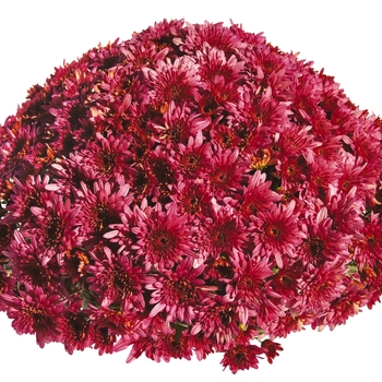 Chrysanthemum x morifolium Magnum 'Pink' (115033)