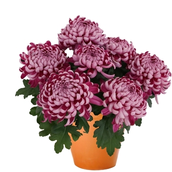 Chrysanthemum indicum 'Cosmo Purple' (115036)