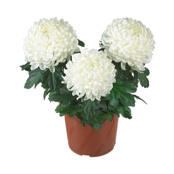 Chrysanthemum indicum 'Cosmo White' (115039)