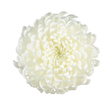 Chrysanthemum indicum 'Cosmo White' (115040)
