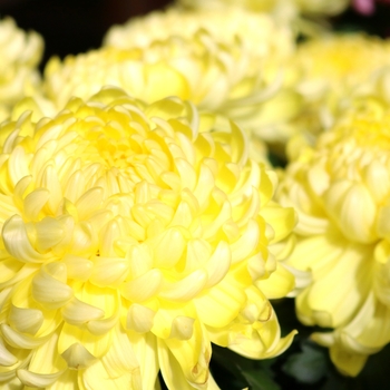 Chrysanthemum indicum 'Cosmo Yellow' (115041)