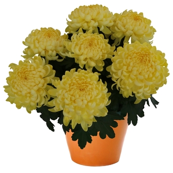 Chrysanthemum indicum 'Cosmo Yellow' (115042)