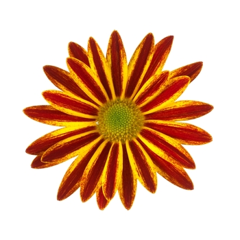 Chrysanthemum indicum 'Rainbow Vulcano' (115045)