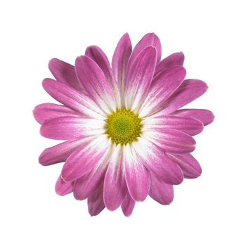 Chrysanthemum indicum 'Rainbow Pink Secret' (115048)