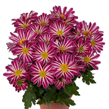 Chrysanthemum indicum 'Rainbow Twist' (115049)