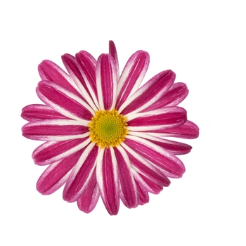 Chrysanthemum indicum 'Rainbow Twist' (115050)