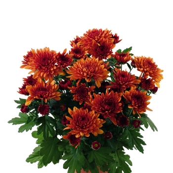 Chrysanthemum indicum 'Santa Birgitta' (115051)