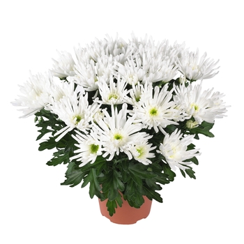 Chrysanthemum indicum 'Splash Icestar' (115054)
