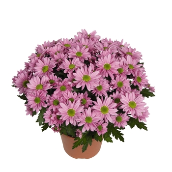 Chrysanthemum indicum 'Swifty Light Pink' (115056)