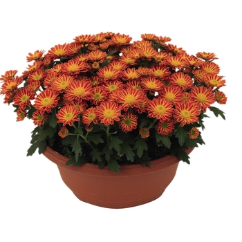 Chrysanthemum indicum 'Swifty Orange Bicolor' (115060)