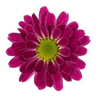 Chrysanthemum indicum 'Swifty Pink' (115063)