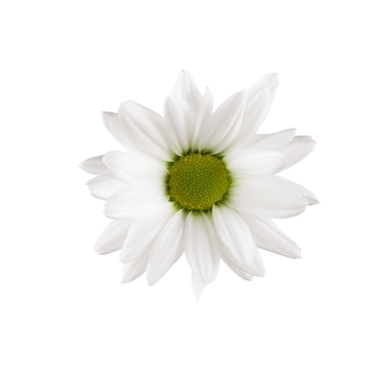 Chrysanthemum indicum 'Swifty White' (115065)