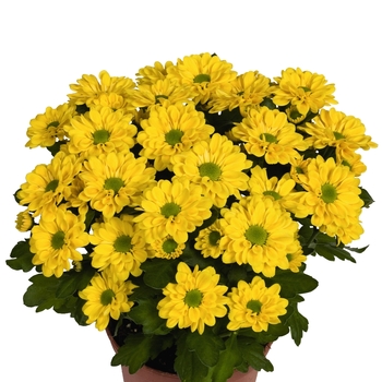 Chrysanthemum indicum 'Swifty Yellow' (115066)
