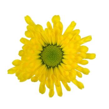 Chrysanthemum indicum 'Swifty Yellow' (115067)