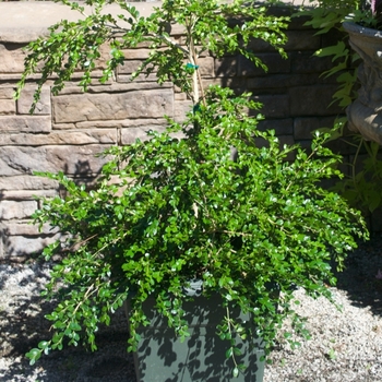 Buxus sempervirens 'Unraveled' (115466)