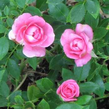 Rosa Sunrosa® 'Fragrant Pink' (115871)
