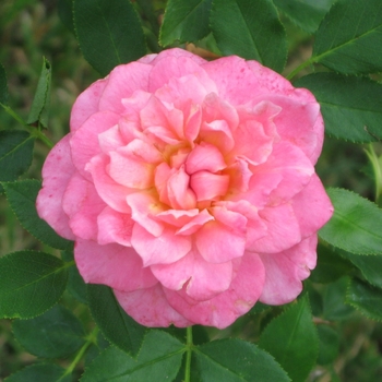 Rosa Sunrosa® 'Fragrant Pink' (115872)