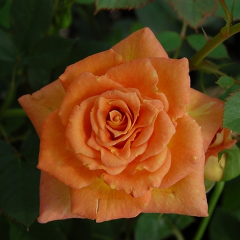 Rosa Sunrosa® 'Orange Delight' (115874)