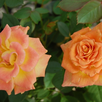 Rosa Sunrosa® 'Orange Delight' (115875)