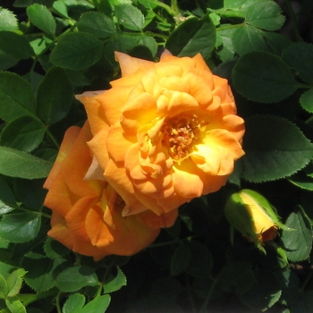 Rosa Sunrosa® 'Orange Delight' (115876)