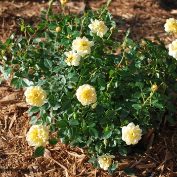 Rosa Sunrosa® 'Yellow' (115878)