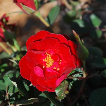 Rosa Sunrosa® 'Red' (115882)