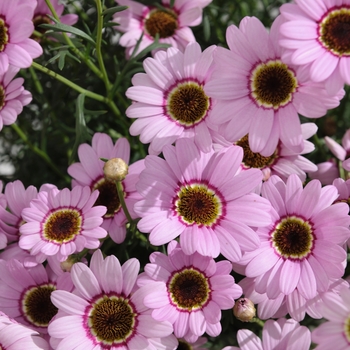 Argyranthemum Grandessa® 'Pink Halo' (115900)