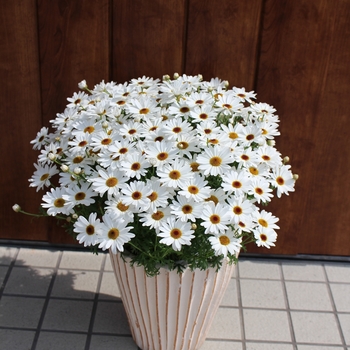 Argyranthemum Grandessa® 'White' (115905)