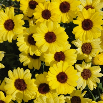 Argyranthemum Grandessa® 'Yellow' (115906)