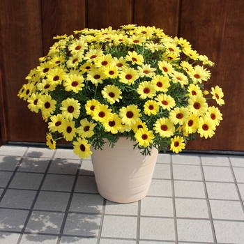 Argyranthemum Grandessa® 'Yellow' (115907)