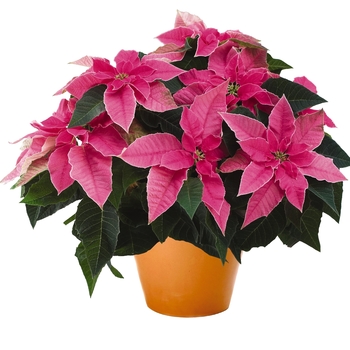 Euphorbia pulcherrima Princettia® 'Hot Pink' (115958)