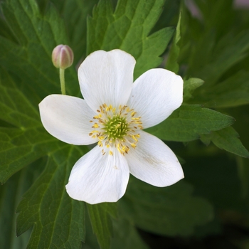 Anemone canadensis '' (116215)