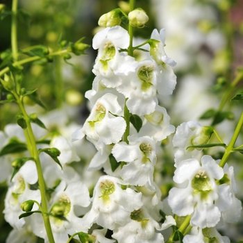Angelonia angustifolia Serenita® 'Whiteccc' (116431)