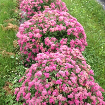 Spiraea japonica Double Play® 'Pink' (116494)