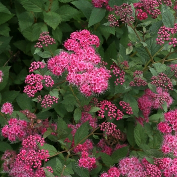 Spiraea japonica Double Play® 'Pink' (116495)