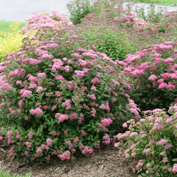 Spiraea japonica Double Play® 'Pink' (116497)