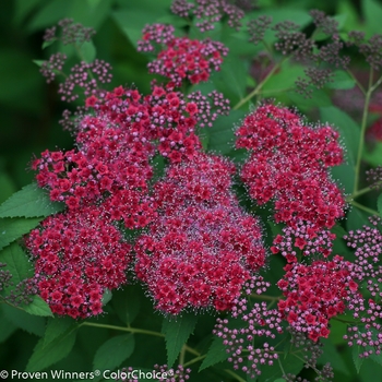 Spiraea japonica Double Play® 'Red' (116498)