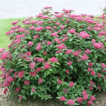 Spiraea japonica Double Play® 'Red' (116499)