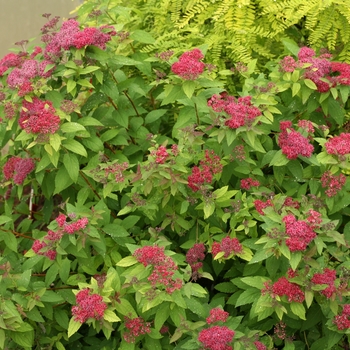 Spiraea japonica Double Play® 'Red' (116500)