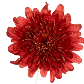 Chrysanthemum indicum 'Tobago™ Red' (116513)