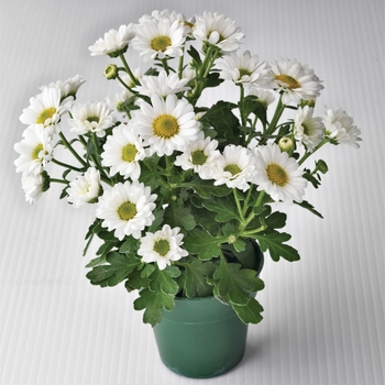 Chrysanthemum indicum 'Sylvie™ White' (116559)