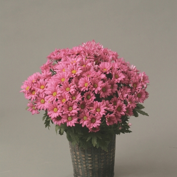 Chrysanthemum indicum 'Roanoke™ Dark Pink' (116570)